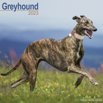Kalender 2023 Greyhound Windhund
