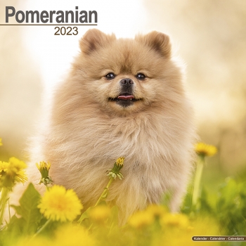 Kalender 2023 Pomeranian / Zwergspitz