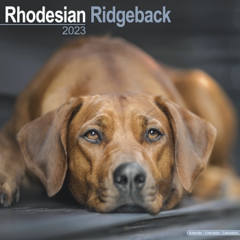 Kalender 2023 Rhodesian Ridgeback