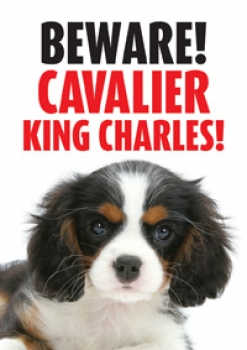Warnschild Beware! Cavalier King Charles Spaniel