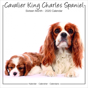 Studio Kalender 2023 Cavalier King Charles Spaniel