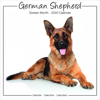 Studio Kalender 2023 Deutscher Schäferhund