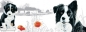 Preview: Tasse Motiv Border Collie