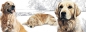 Preview: Tasse Motiv Golden Retriever