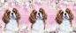 Preview: Tasse Motiv Cavalier King Charles Spaniel Springtime
