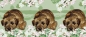 Preview: Tasse Motiv Border Terrier Springtime