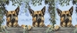 Preview: Tasse Motiv Deutscher Schäferhund Springtime