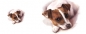 Preview: Tasse Motiv Jack Russell Terrier Aquarell
