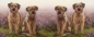 Preview: Tasse Motiv Border Terrier Moorland Walk