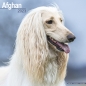 Preview: Kalender 2023 Afghane Windhund