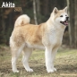 Preview: Kalender 2023 Akita