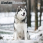 Preview: Kalender 2023 Alaska Malamute