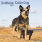 Preview: Kalender 2023 Australian Cattle Dog