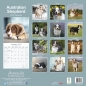 Preview: Kalender 2023 Australian Shepherd