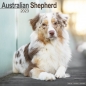 Preview: Kalender 2023 Australian Shepherd