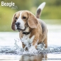 Preview: Kalender 2023 Beagel