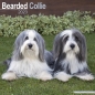 Preview: Kalender 2023 Bearded Collie