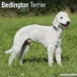 Preview: Kalender 2023 Bedlington Terrier