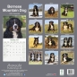 Preview: Kalender 2023 Berner Sennen Hund