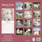 Preview: Kalender 2023 Bichon Frise