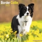 Preview: Kalender 2023 Border Collie