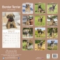 Preview: Kalender 2023 Border Terrier