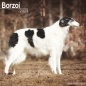 Preview: Kalender 2023 Borzoi Barsoi Russischer Windhund