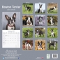 Preview: Kalender 2023 Boston Terrier