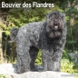Preview: Kalender 2023 Bouvier des Flandres