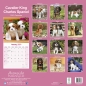 Preview: Kalender 2023 Cavalier King Charles Spaniel