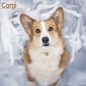 Preview: Kalender 2023 Corgi