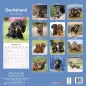 Preview: Kalender 2023 Dackel Kurzhaar Dachshund Teckel