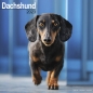 Preview: Kalender 2023 Dackel Kurzhaar Dachshund Teckel