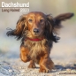 Preview: Kalender 2023 Dackel Langhaar Dachshund Teckel