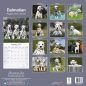 Preview: Kalender 2023 Dalmatiner Welpen