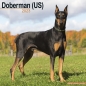 Preview: Kalender 2023 Doberman Kupiert (US)