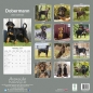 Preview: Kalender 2023 Doberman unkupiert (Euro)