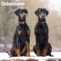 Preview: Kalender 2023 Doberman unkupiert (Euro)