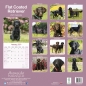 Preview: Kalender 2023 Flat Coated Retriever