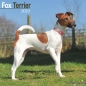 Preview: Kalender 2023 Fox Terrier