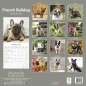 Preview: Kalender 2023 Französische Bulldogge