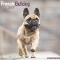 Preview: Kalender 2023 Französische Bulldogge