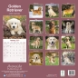 Preview: Kalender 2023 Golden Retriever