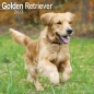 Preview: Kalender 2023 Golden Retriever