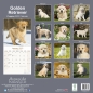 Preview: Kalender 2023 Golden Retriever Welpen