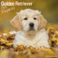 Preview: Kalender 2023 Golden Retriever Welpen