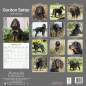 Preview: Kalender 2023 Gordon Setter