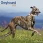 Preview: Kalender 2023 Greyhound Windhund