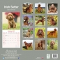 Preview: Kalender 2023 Irish Setter