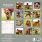 Preview: Kalender 2023 Irish Setter